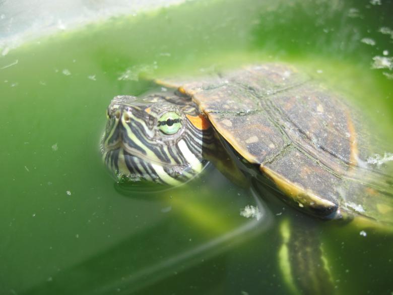 Free stock image of Turtle pet closeup created by Boris Kyurkchiev