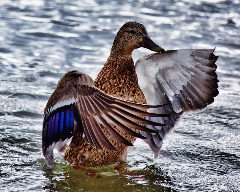 Free stock image of Duck created by Geoffrey Whiteway