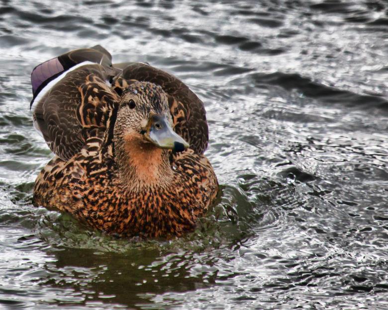 Free stock image of Duck created by Geoffrey Whiteway