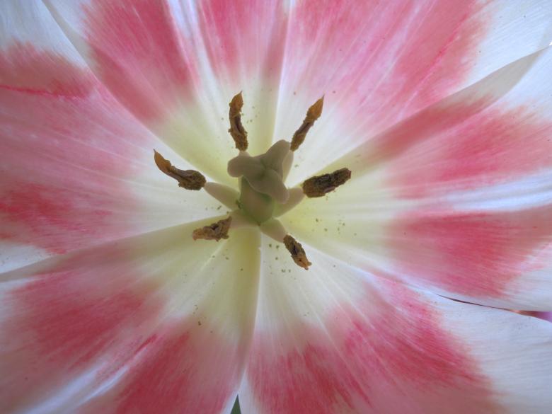 Free stock image of Pink tulip close-up created by Boris Kyurkchiev