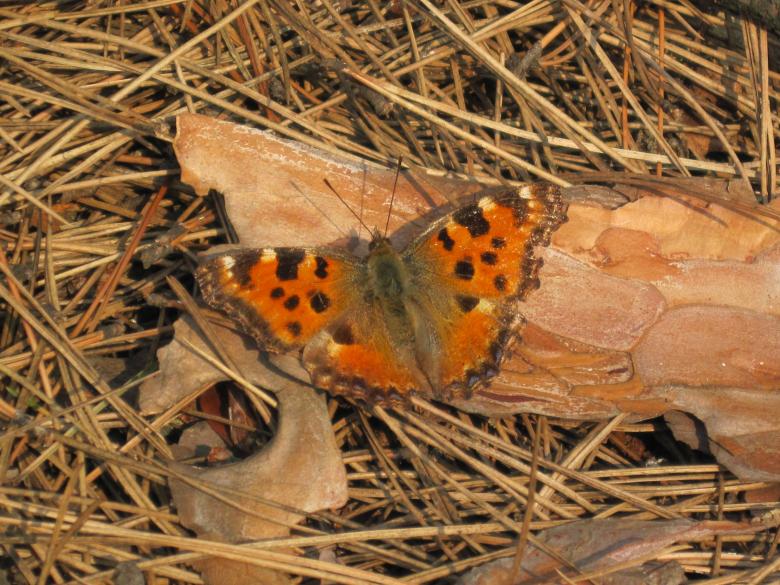 Free stock image of Butterfly closeup created by Boris Kyurkchiev