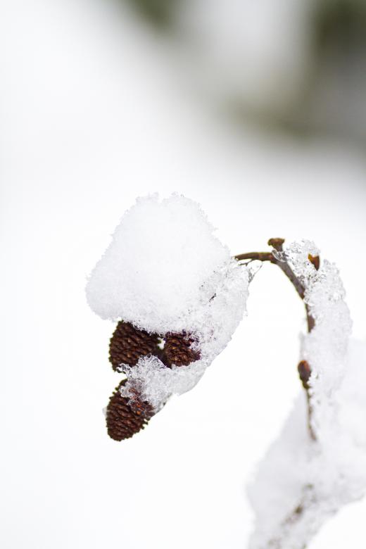 Free stock image of Alder created by Geoffrey Whiteway