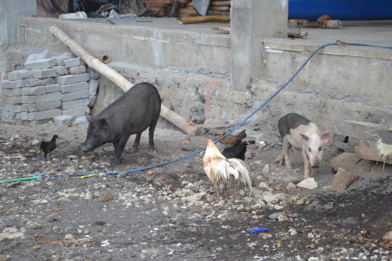 Free stock image of Poultry in The Yard created by Ryan Jhoe
