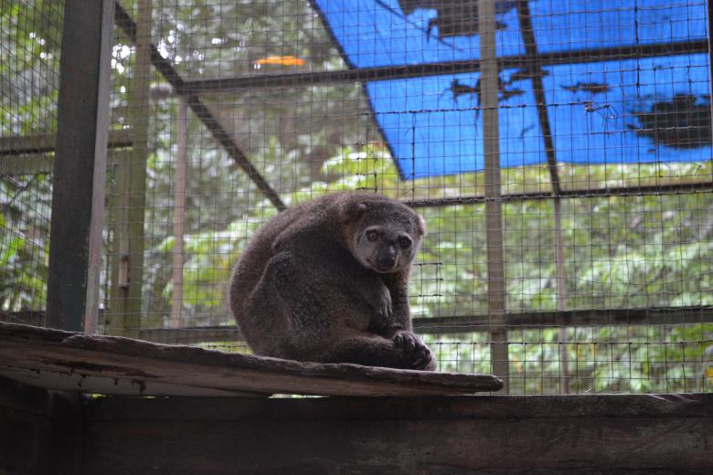 Free stock image of Kuse Mammal created by Ryan Jhoe
