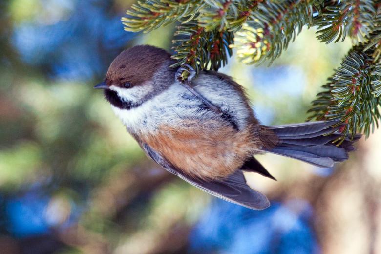 Free stock image of Boreal Chickadee created by Geoffrey Whiteway