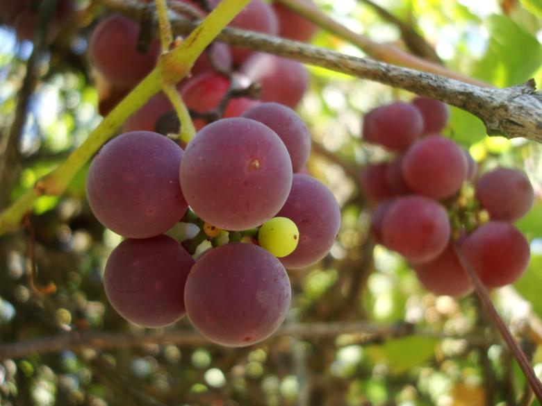 Free stock image of Grapes on a vineyard created by Boris Kyurkchiev