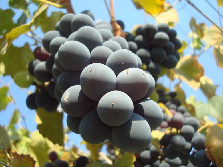 Free stock image of Grapes on a vineyard created by Boris Kyurkchiev