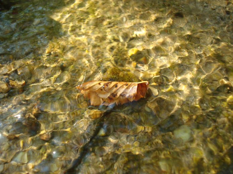 Free stock image of Autumn leaf fallen in water created by Boris Kyurkchiev