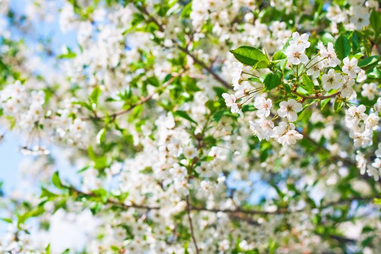 Free stock image of spring flowers created by 2happy