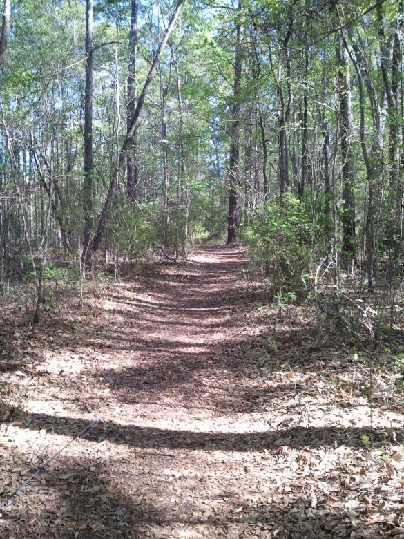 Free stock image of Forest created by Karen Long