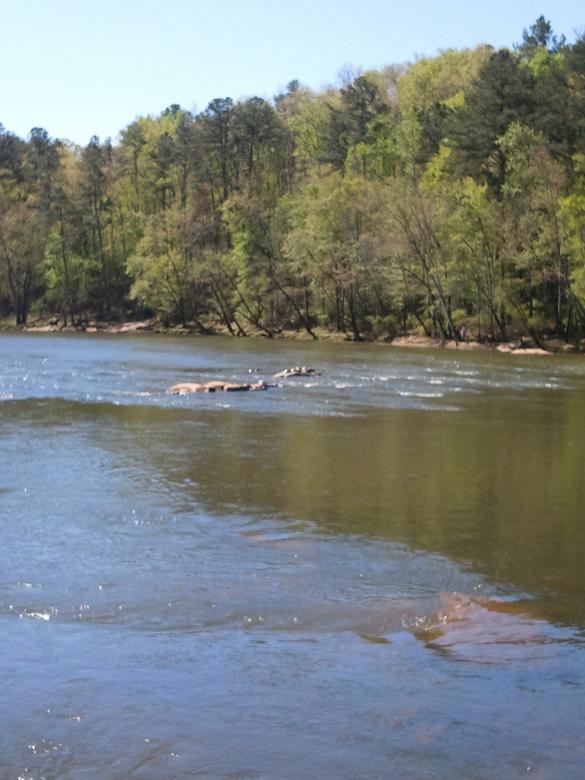 Free stock image of Fast-Flowing River created by Karen Long
