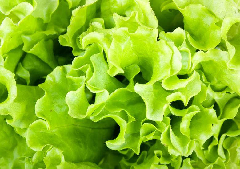 Free stock image of Green Salad Up Close created by Valeev