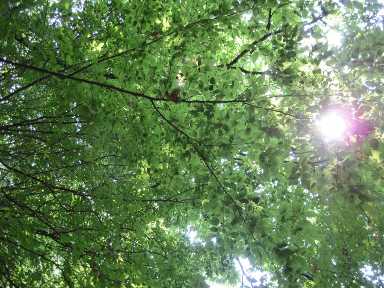 Free stock image of In the forest shade created by Boris Kyurkchiev