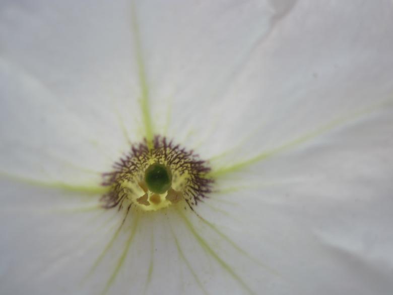Free stock image of Inside a white flower created by Boris Kyurkchiev