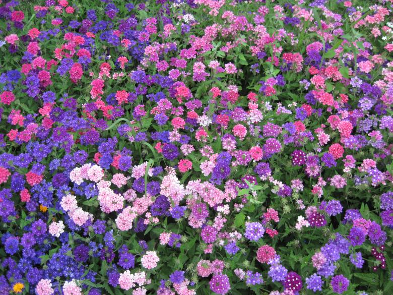 Free stock image of Colorful flower garden created by Boris Kyurkchiev