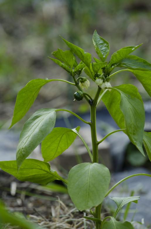 Free stock image of Pepper Plant created by Angela Sickelsmith
