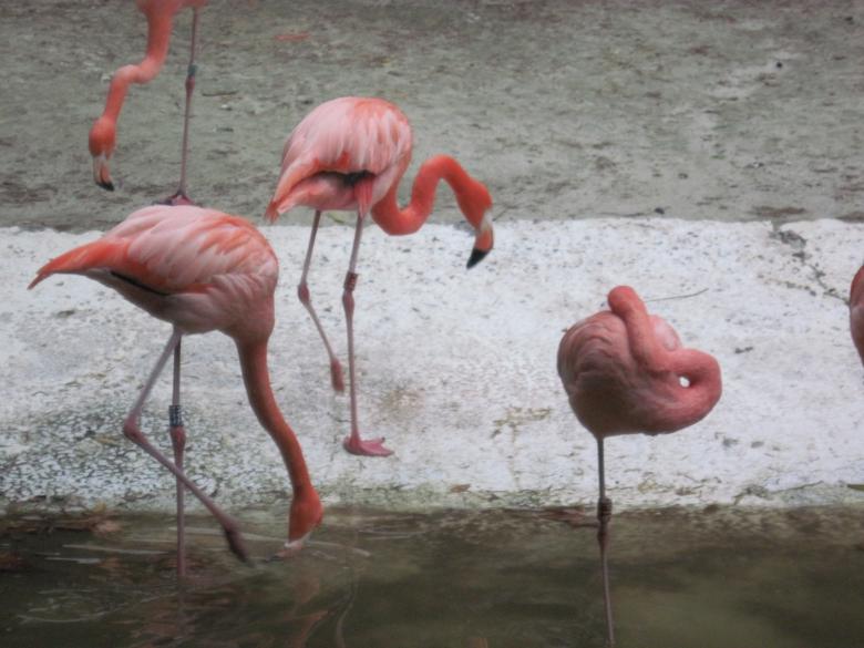 Free stock image of Pink flamingos created by Boris Kyurkchiev