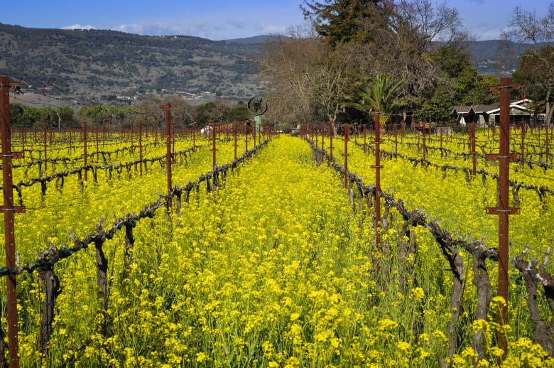 Free stock image of Napa Vineyard created by Rachael Towne