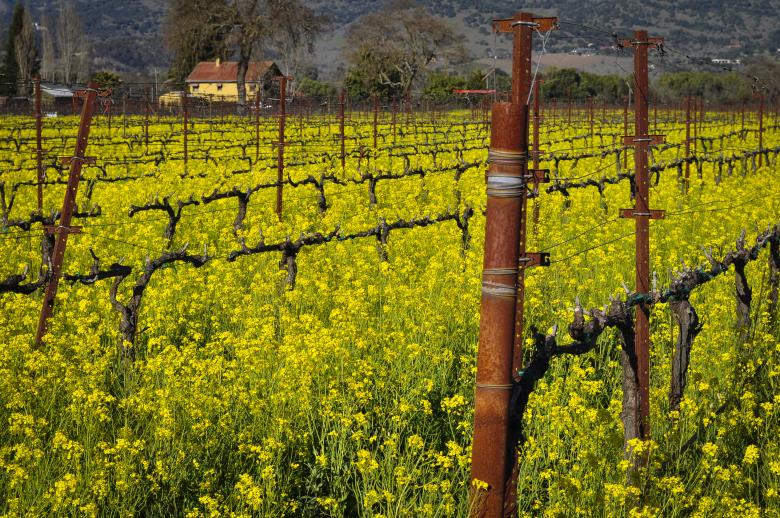 Free stock image of Napa Vineyard created by Rachael Towne