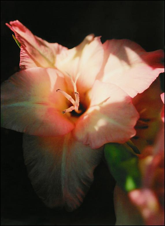 Free stock image of Pink Flower created by Rachael Towne