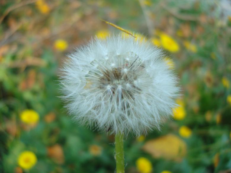 Free stock image of A dandelion flower created by Boris Kyurkchiev