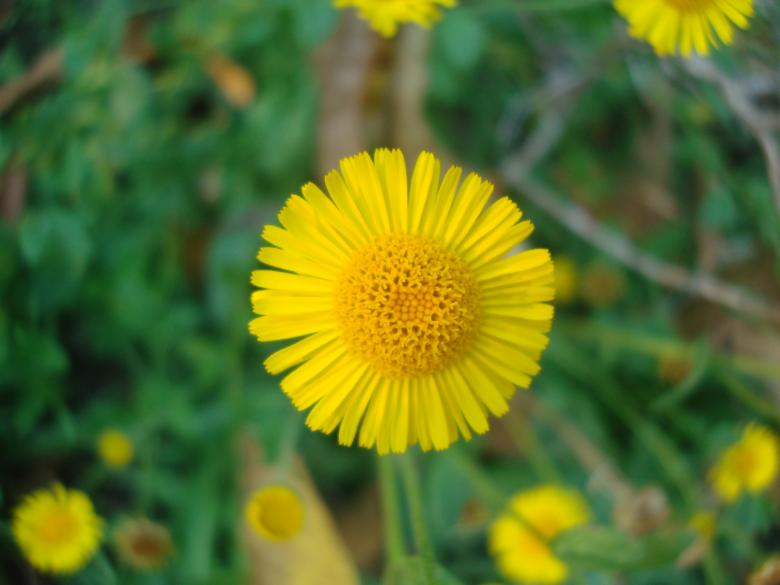 Free stock image of Yellow flower close-up created by Boris Kyurkchiev