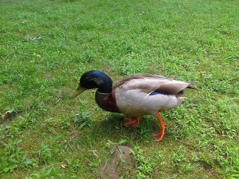 Free stock image of Duck in The Park created by Jennifer Barthe