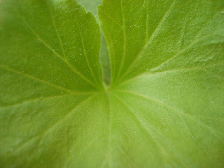 Free stock image of Green leaf texture created by Boris Kyurkchiev