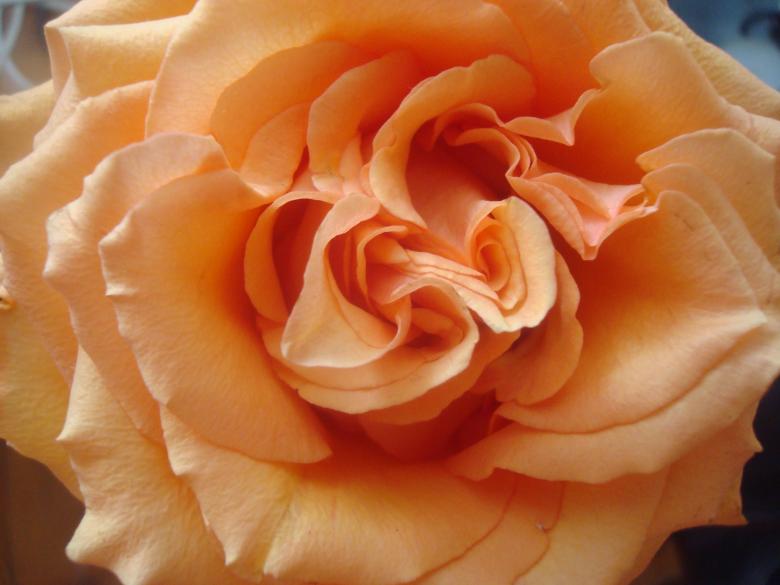 Free stock image of Orange rose closeup created by Boris Kyurkchiev
