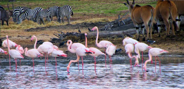 Free stock image of Flamingos, zebras and a wildebeast created by 2happy