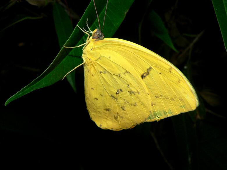 Free stock image of Yellow butterfly created by Boriana Ditcheva
