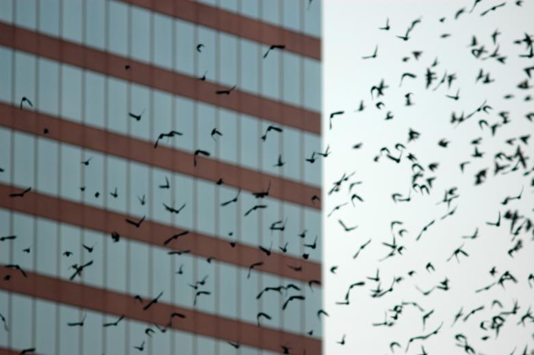 Free stock image of Birds in flight created by Boriana Ditcheva