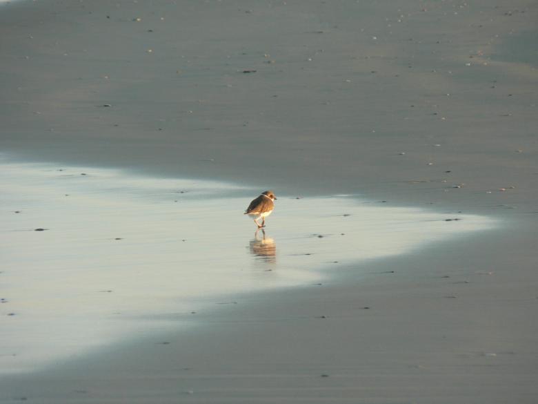 Free stock image of Beach bird created by Boriana Ditcheva
