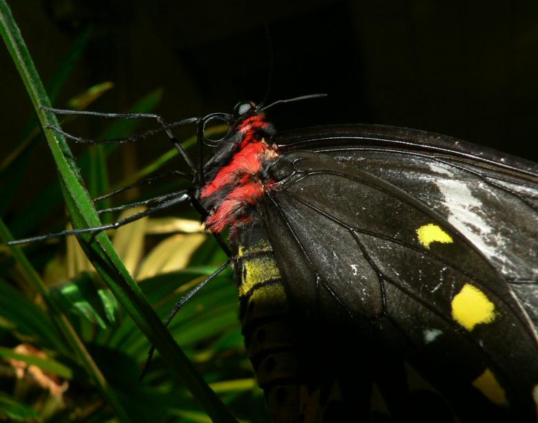 Free stock image of Butterfly closeup created by Boriana Ditcheva