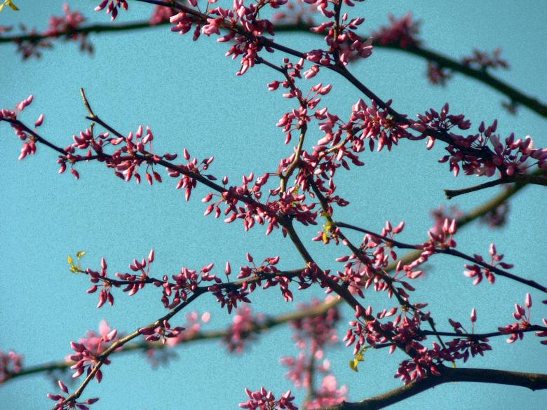 Free stock image of Pink blossoms in the sky created by Boriana Ditcheva
