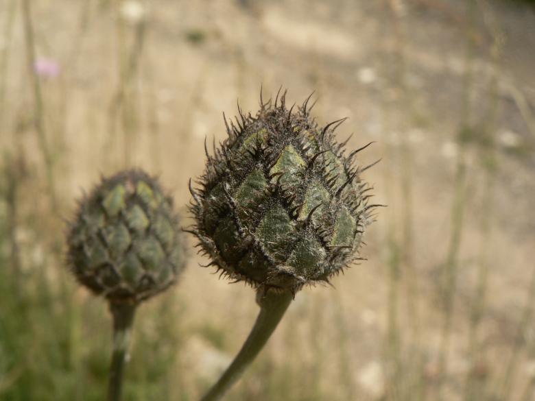 Free stock image of Beautiful thorn created by Boriana Ditcheva
