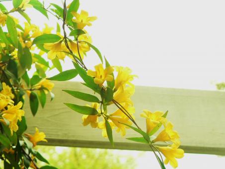 Yellow summer flowers - Free Stock Photo