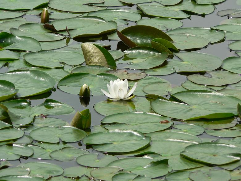 Free stock image of Lily pads created by Boriana Ditcheva