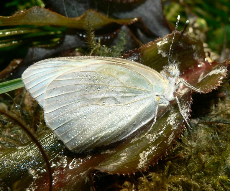 Free stock image of White butterfly with dew drops created by Boriana Ditcheva