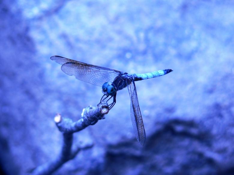 Free stock image of Dragonfly in a blue cast created by Boriana Ditcheva