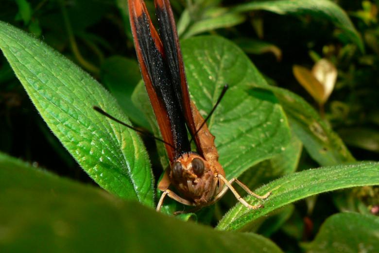 Free stock image of Butterfly looking straight ahead created by Boriana Ditcheva