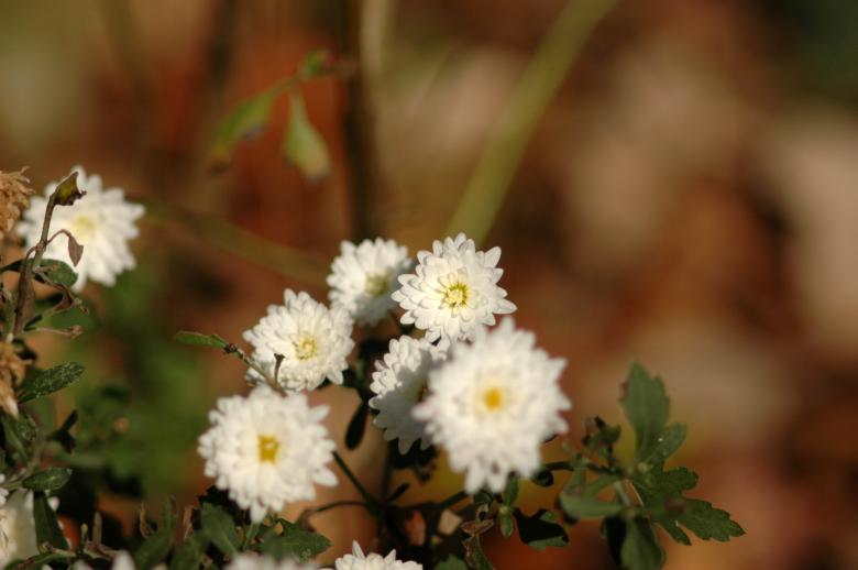 Free stock image of White flowers on a dark background created by Boriana Ditcheva