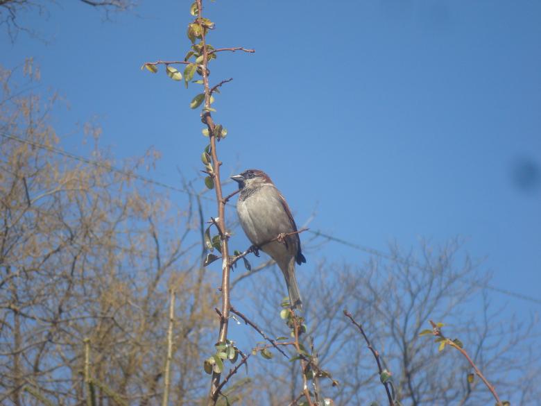 Free stock image of A sparrow on a branch created by Boris Kyurkchiev