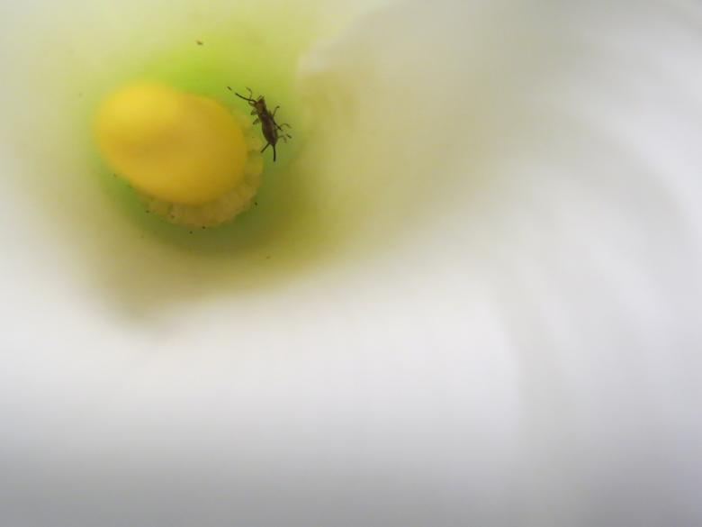 Free stock image of Calla lily with an earwig created by Isabel Yepes