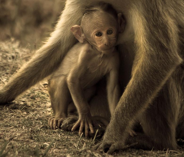 Free stock image of Little Mojo created by madzindia