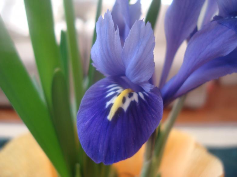 Free stock image of Blue Iris flower created by Boris Kyurkchiev