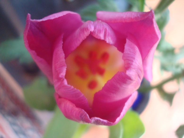 Free stock image of Pink tulip close-up created by Boris Kyurkchiev