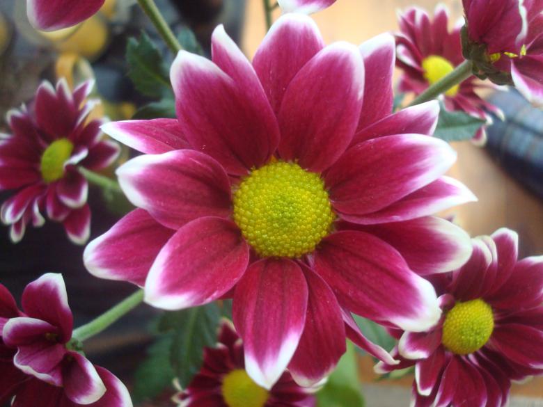 Free stock image of Beautiful flower close-up created by Boris Kyurkchiev