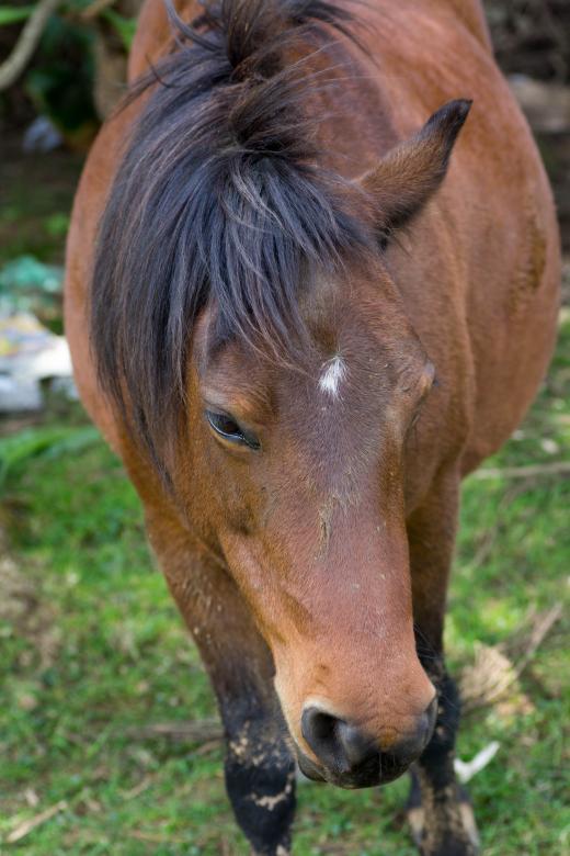 Free stock image of Lone Horse created by madzindia
