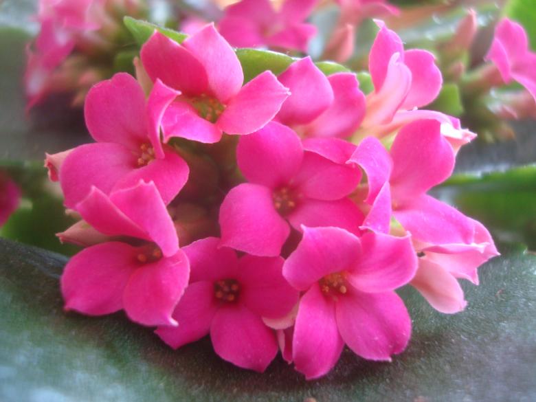 Free stock image of Beautiful pink flower created by Boris Kyurkchiev
